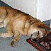 arfie's doggie cay care