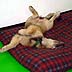 arfie's doggie cay care