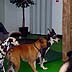 arfie's doggie cay care