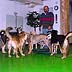 arfie's doggie cay care