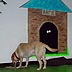 arfie's doggie cay care