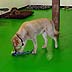 arfie's doggie cay care