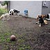 arfie's doggie cay care
