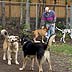 arfie's doggie cay care